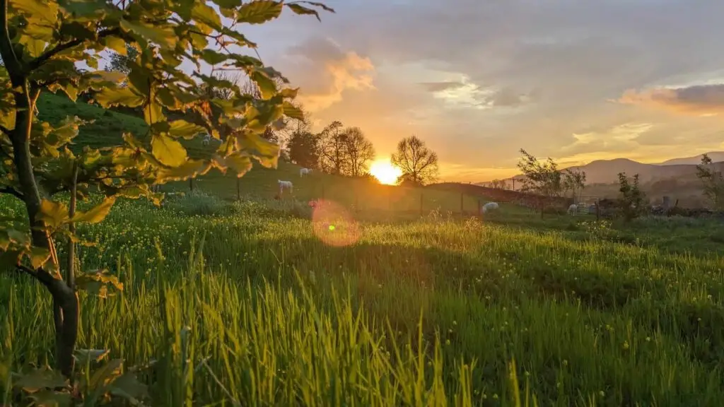 Sunset